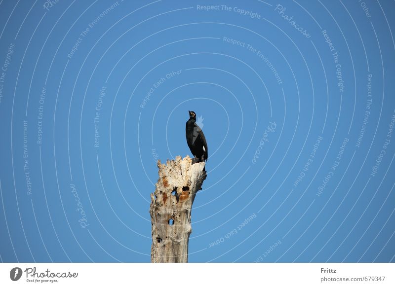 cormorant Nature Air Sky Cloudless sky Beautiful weather Tree Animal Wild animal Bird Wing Cormorant black bird waterfowl fish-eaters curved beak 1 Crouch Sit