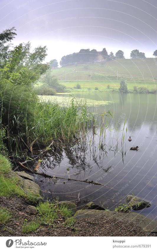 (to) house at the lake Environment Nature Landscape Plant Animal Earth Water Drops of water Sky Clouds Summer Weather Bad weather Rain Grass Bushes Leaf