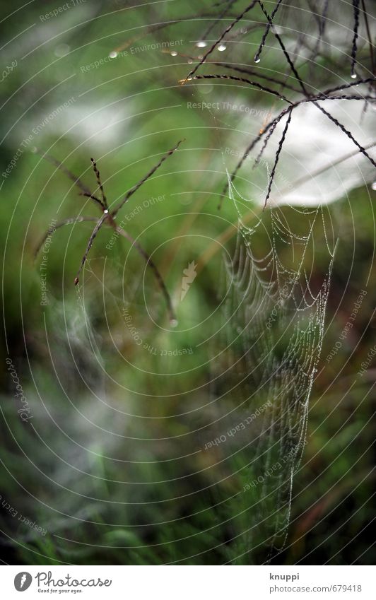 They're everywhere!!! Environment Nature Plant Animal Earth Air Water Drops of water Sun Sunrise Sunset Sunlight Summer Beautiful weather Fog Rain Bushes