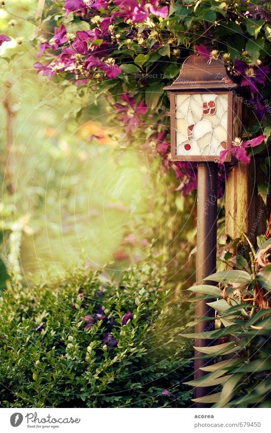 summer secret Nature Plant Summer Bushes Leaf Blossom Foliage plant Garden Natural Brown Green Violet Peaceful Serene Relaxation Lantern Colour photo