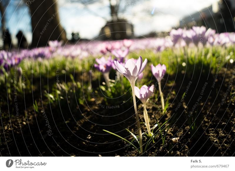 spring awakening Environment Nature Plant Earth Sky Clouds Horizon Sunlight Spring Beautiful weather Flower Blossom Wild plant Crocus Spring flowering plant