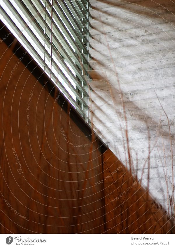 seems two Bushes Building Window Concrete Stripe Dark Bright Gray Green Black White Gymnasium Venetian blinds Tilt Colour photo Exterior shot Deserted