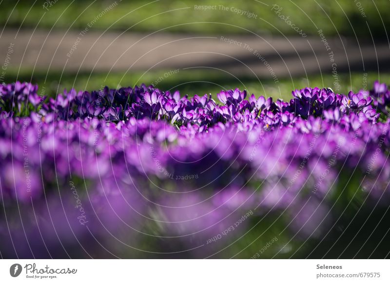 crocus field Environment Nature Landscape Plant Spring Flower Grass Blossom Crocus Garden Park Meadow Blossoming Violet Colour photo Exterior shot Deserted Day