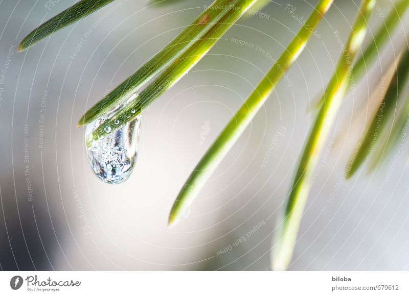 frost drops Nature Plant Elements Water Drops of water Spring Winter Tree Coniferous trees Yellow Green White Air bubble Macro (Extreme close-up) Detail