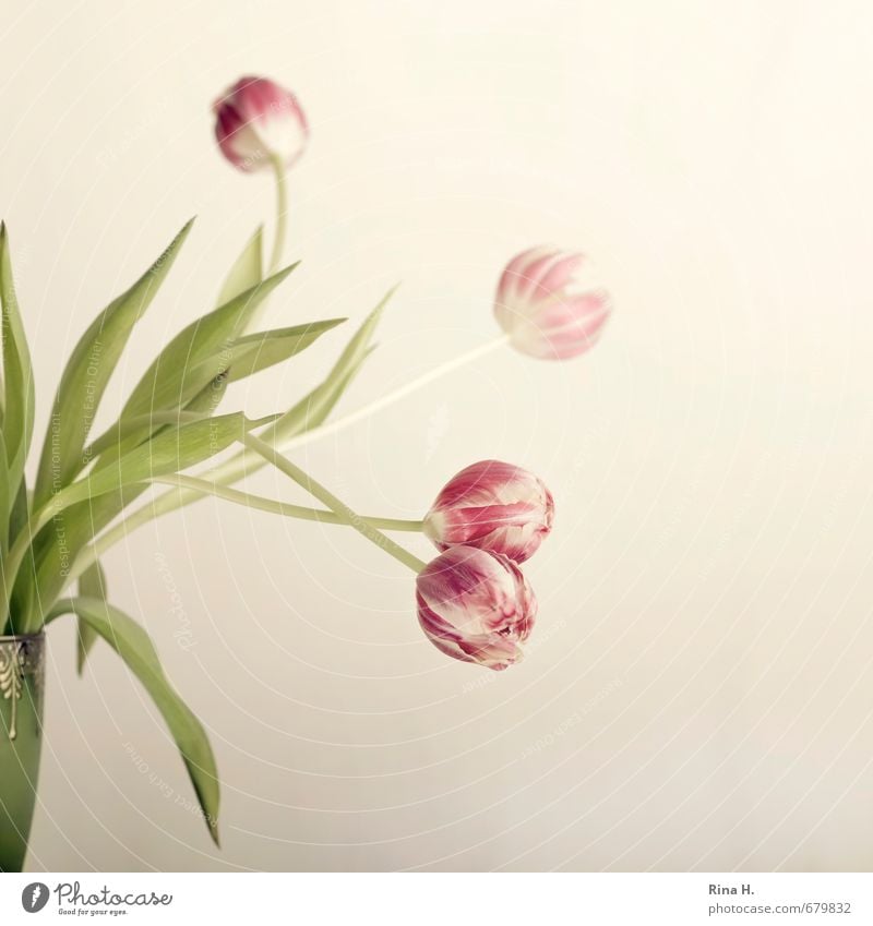 FlashTulips Living or residing Blossoming Faded Bright Green Pink Vase fade Still Life Square Delicate Colour photo Interior shot Studio shot Deserted