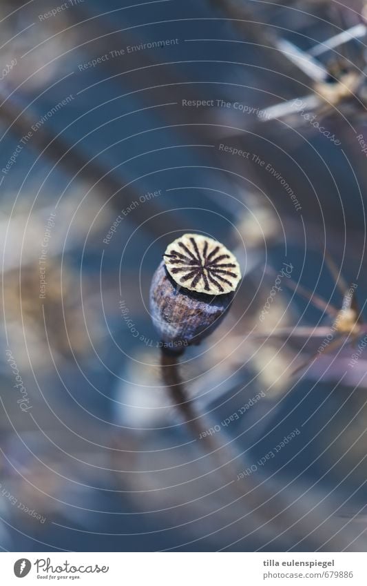 * Plant Flower Poppy Poppy capsule Faded To dry up Exotic Natural Beautiful Blue Dried flower Shallow depth of field Thorny Exceptional Colour photo