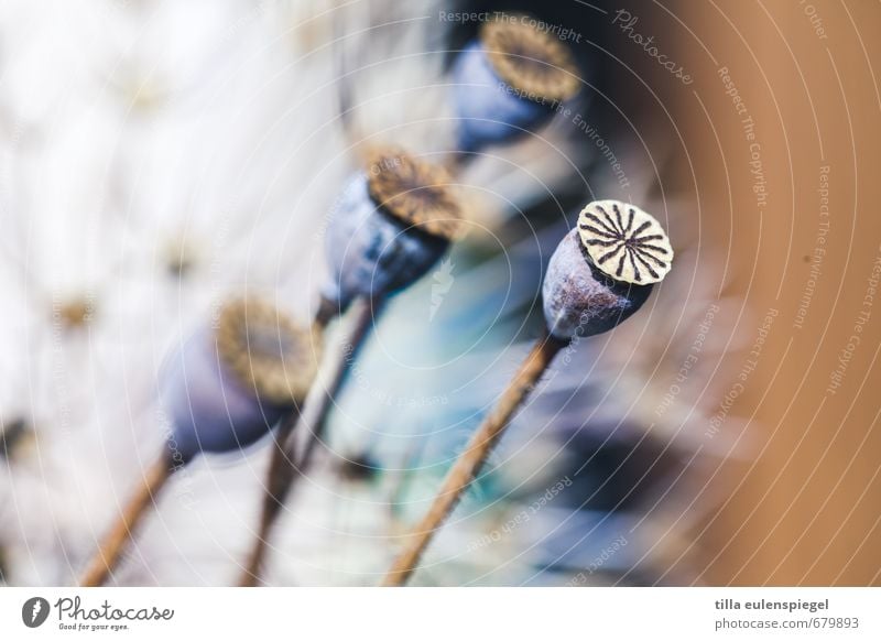 * Nature Plant Bouquet Natural Decline Transience Faded Dry Dried flower Poppy capsule Colour photo Blur Shallow depth of field