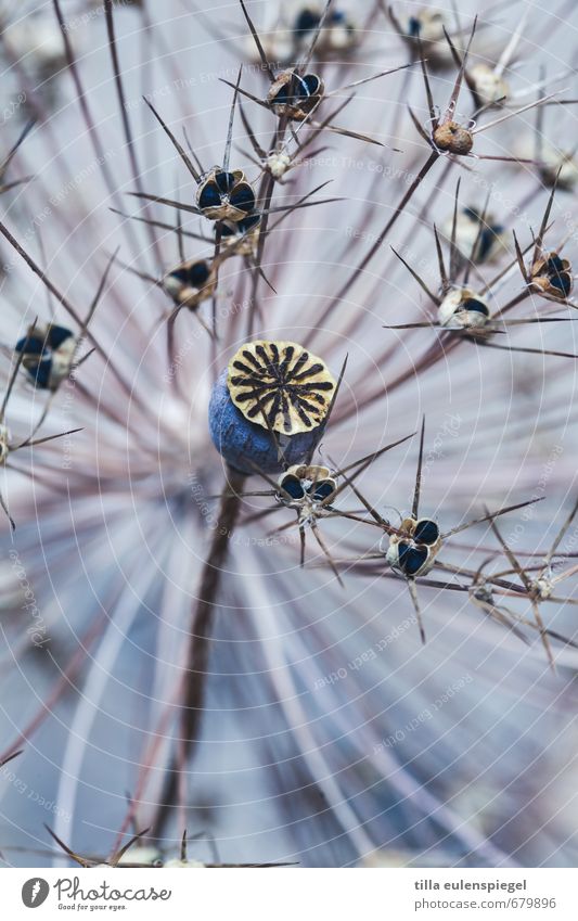 asterisk Plant Grass Bushes Bouquet To dry up Cold Thorny Blue Dried flower Poppy capsule Seed plant Blur Blue tint Shriveled Colour photo Interior shot