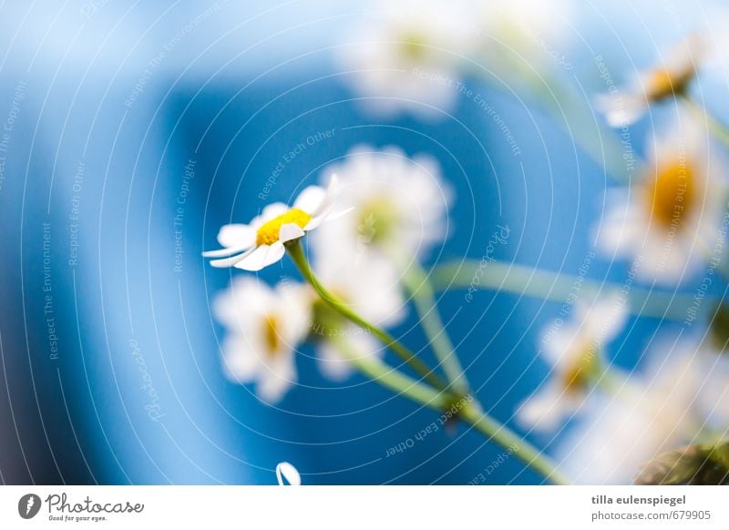 + Plant Flower Bouquet Natural Wild Blue Multicoloured Colour Nature Camomile blossom Stalk Delicate Fragile Blur Fresh Spring flower Colour photo Interior shot