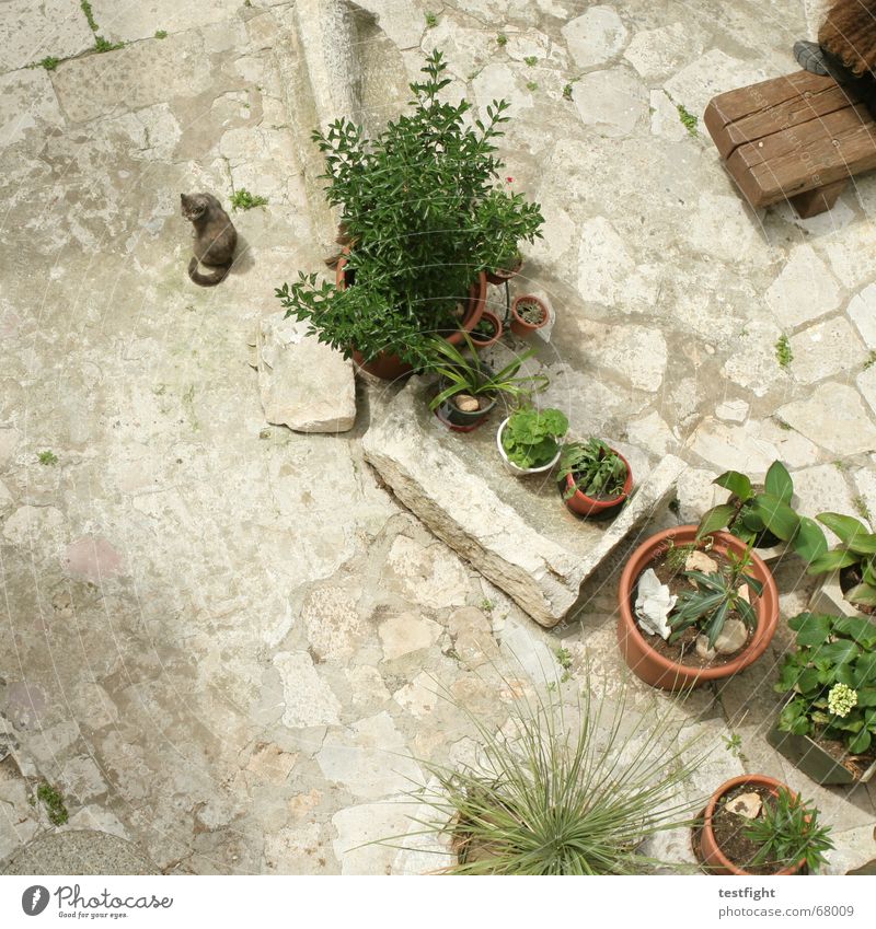 cat next to plants in pots Cat Backyard Bird's-eye view Flower Vacation & Travel Relaxation Summer Plant Bench Garden flowers Sit sun holiday Joy