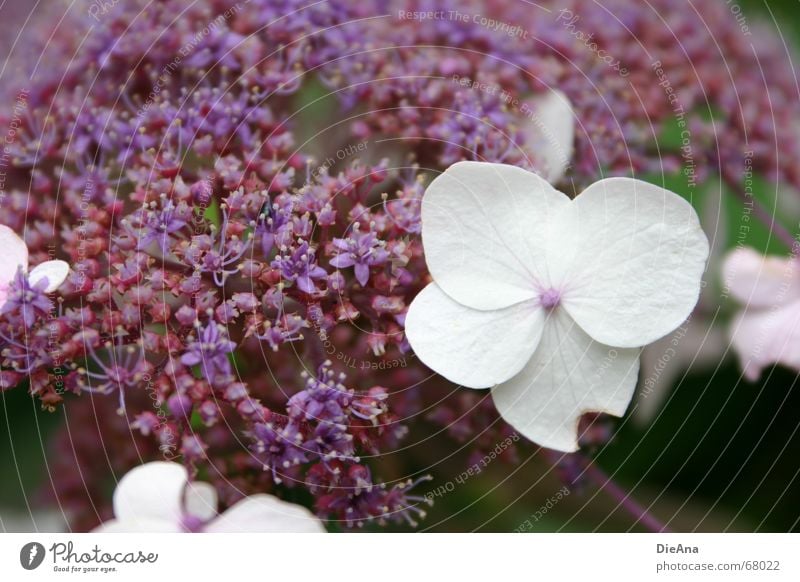 nibbled on Summer Nature Plant Flower Blossom Violet White Hydrangea Error not immaculate August snapped up little flower? Sour flower? Flower. defect Perfect