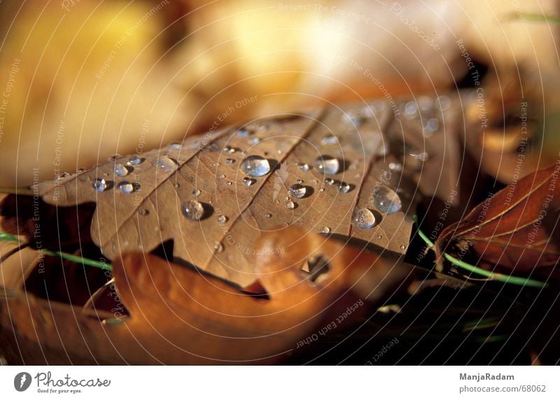 Autumn (t) Leaf Oak tree Drops of water Warm colour Exterior shot Dew Nature soft light Macro (Extreme close-up)