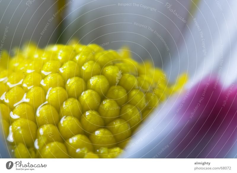 daisies Flower Blossom Daisy Yellow Macro (Extreme close-up) Nature Close-up Rain Drops of water Water