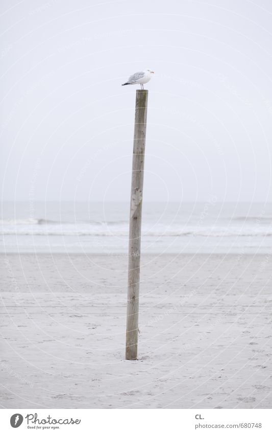 seagull Vacation & Travel Tourism Freedom Beach Ocean Island Waves Environment Nature Landscape Sand Sky Clouds Coast North Sea Animal Wild animal Bird Wing