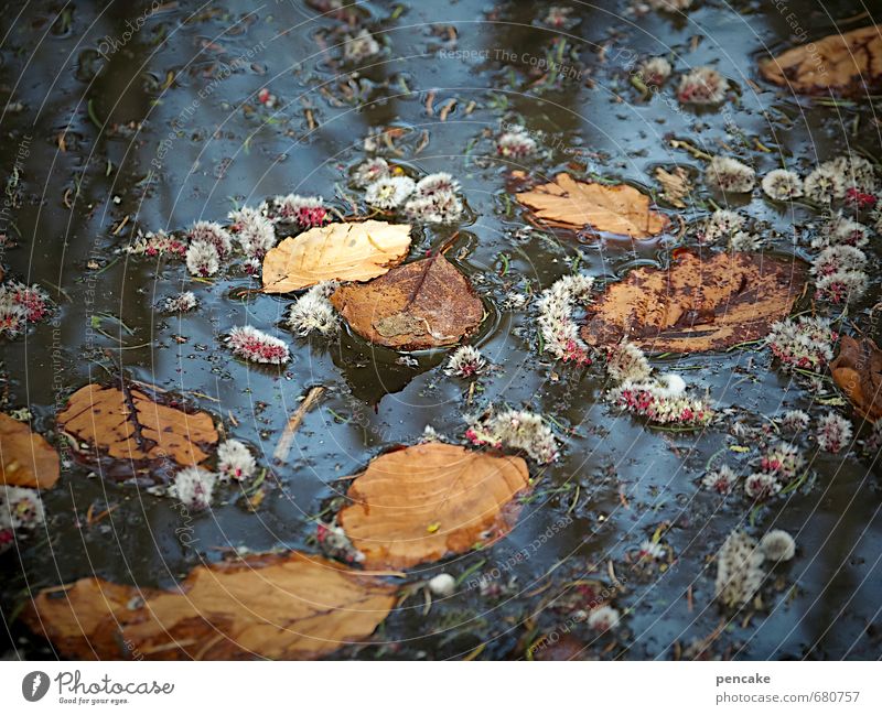 seasons Environment Nature Plant Elements Water Spring Autumn Climate Climate change Leaf Blossom Bog Marsh Lake Sign Dirty Fragrance Dark Cold Warmth Wild Blue