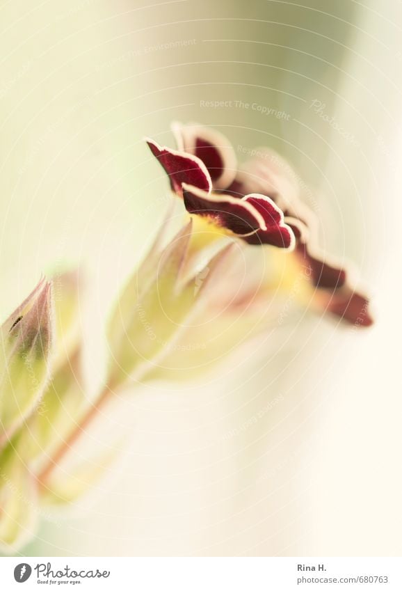 Primrose . hardy . Spring Flower Blossom Blossoming Spring fever Bud Macro (Extreme close-up) Delicate Soft Subdued colour Deserted Copy Space left