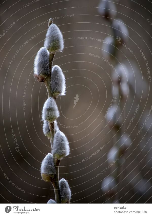 CATWALK Nature Plant Spring Bushes Sign Esthetic Warmth Soft Catkin Back-light Pelt Brown Gray Subdued colour Exterior shot Close-up Detail