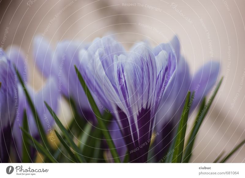 crocus Nature Plant Spring Flower Blossom Crocus Garden Park Meadow Blossoming Fragrance Growth Beautiful Blue Green Violet Spring fever Inspiration