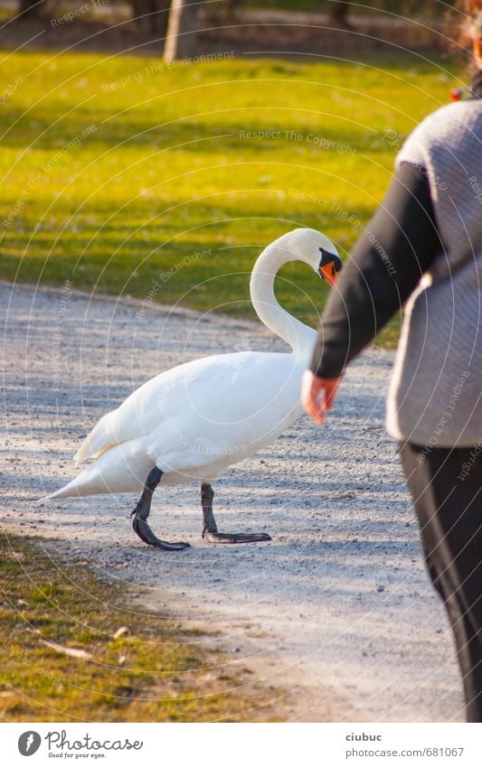 Left before right Leisure and hobbies Human being Feminine Woman Adults 1 30 - 45 years Animal Spring Park Pedestrian Wild animal Bird Swan Playground Running