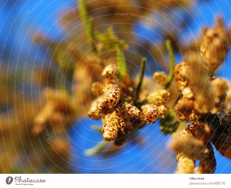 weeping willow Weeping willow Tree Park Blossom Worm's-eye view Fruit Sky close sharpness Blue