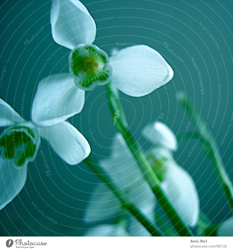 underneath Spring Blossom Snowdrop Plant Flower Blue Colour