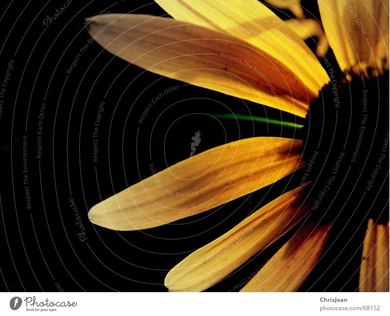 untitled Life Summer Nature Plant Spring Autumn Flower Blossom Jump Near Positive Yellow Black Lust Colour Vessel Diagonal Still Life Short exposure Glide Stalk