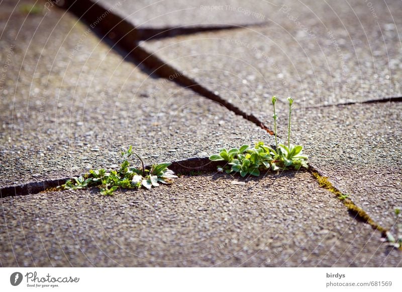 Use spaces between Spring Summer Plant Foliage plant Wild plant Growth Authentic Gray Green Willpower Survive Town Change Lanes & trails Paving tiles Old Seam