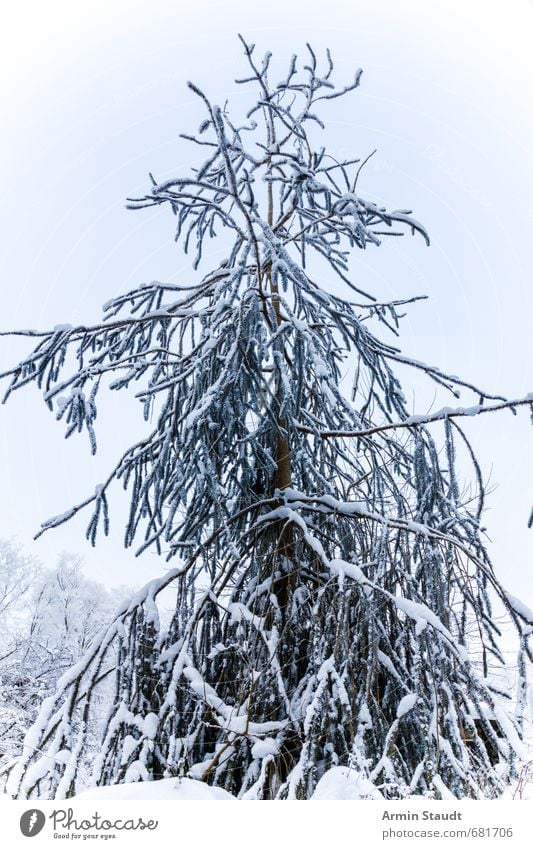 oh fir tree Calm Winter Snow Environment Nature Sky Beautiful weather Tree Forest Fresh Cold Natural White Moody Colour photo Exterior shot Detail Deserted Day