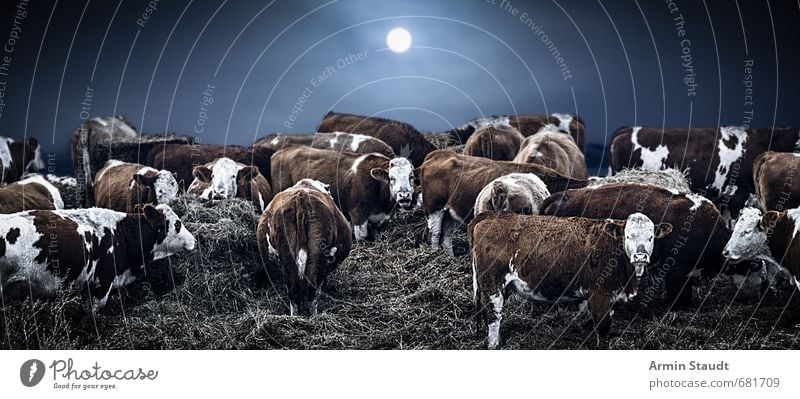 Winter cows Environment Nature Sun Moon Bad weather Fog Ice Frost Straw Field Farm animal Cow Herd Touch Stand Dark Cold Blue Moody Protection Indifferent