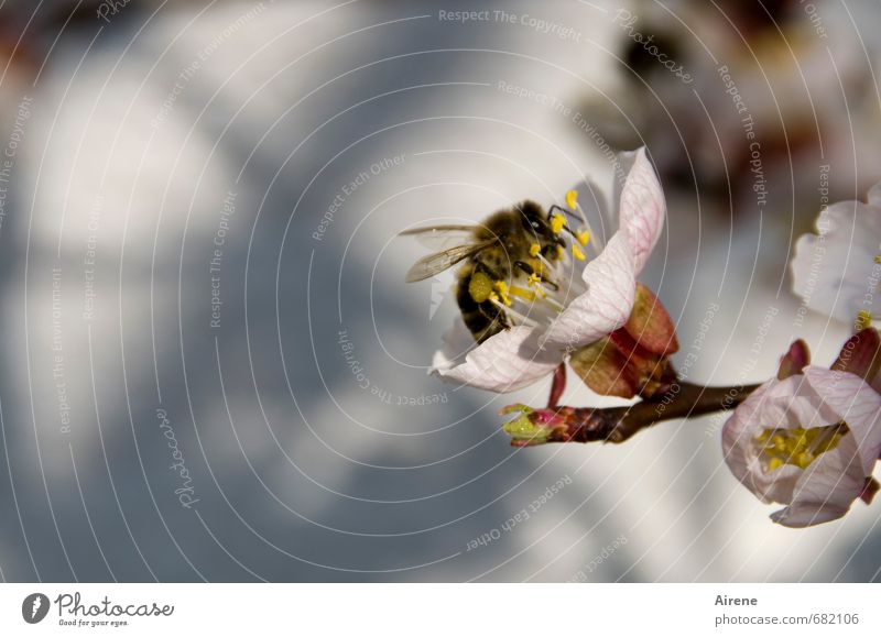 of bees and flowers... Nature Plant Animal Spring Beautiful weather Tree Blossom tree blossom apricot blossom Apricot tree Fruit trees Garden Farm animal Bee