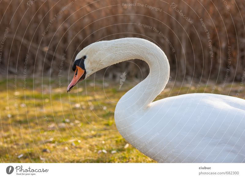 Is that Swan Lake? Exotic Nature Animal Spring Park Meadow Lakeside Common Reed Wild animal 1 Going Walking Authentic Brash Large Natural Curiosity Brown Yellow