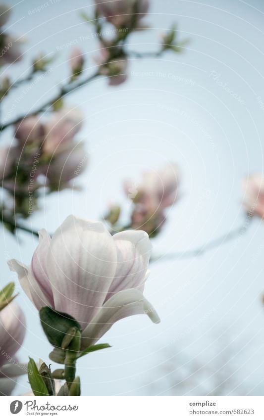 magnolia Elegant Style Beautiful Environment Nature Sky Sun Plant Tree Leaf Blossom Exotic Blossoming Pink Magnolia plants Magnolia blossom Magnolia tree