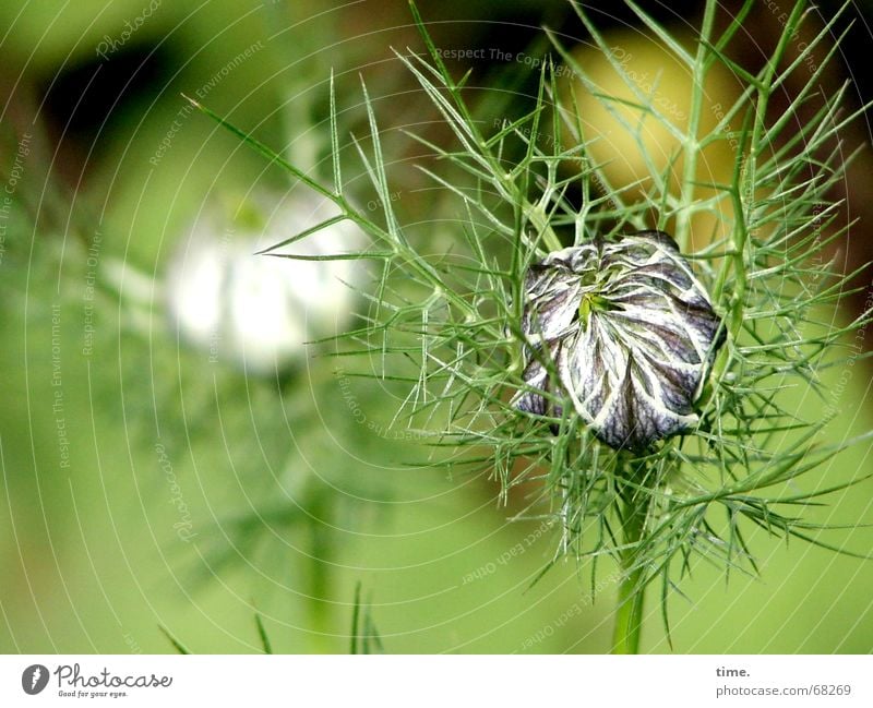 Maid in the Green / Bride in Hair Flower Delicate Fragile Wrinkles Thorny 2 Love-in-a-mist Velvet Velvety Sack Boast Transience unwieldy Caution flower fossil