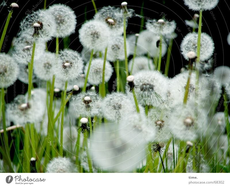 Unity in diversity Meadow Delicate Dandelion Dream Versatile Summer Background picture Black Airy Fragile Mixture Nature Respect Authentic flower late summer