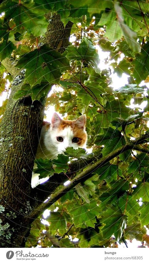 aestas libertas est Cat Pet Tree Maple tree Leaf Green Tree bark Wood Wood flour Pelt Fear Summer Playing Safety Mammal Domestic cat blood maple leaves Branch