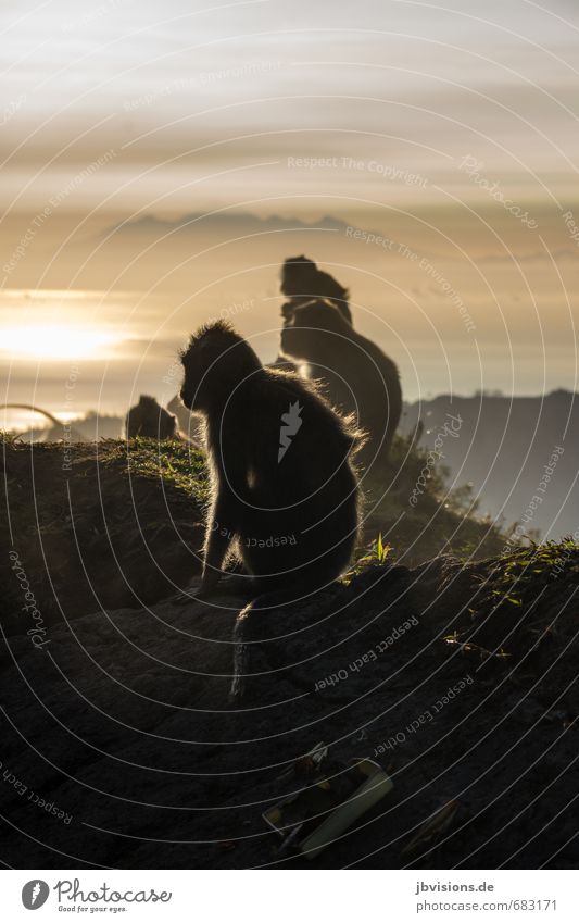 gang of monkeys Sky Clouds Sun Sunrise Sunset Fog Rock Mountain Volcano Mount Batur Animal Wild animal Monkeys 4 Group of animals Looking Sit Wait Environment