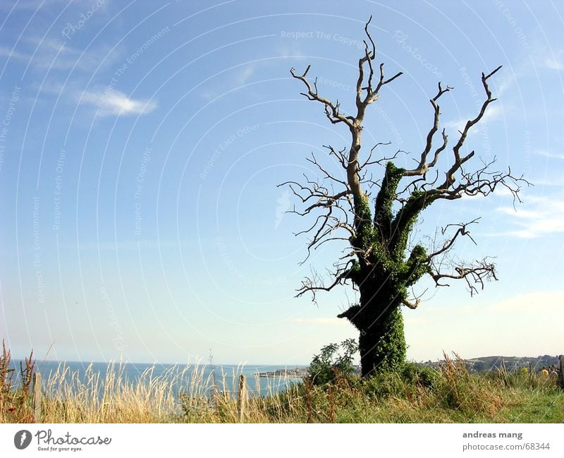 lonely tree Tree Loneliness Ocean Grass Majestic alone sea Old Blue