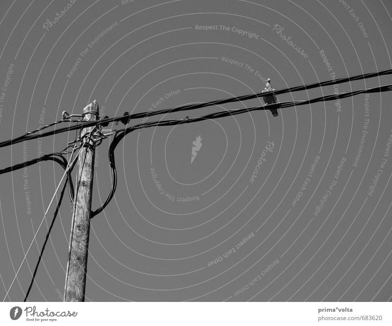 View into the distance Far-off places Freedom Cable Energy industry Wood Animal Black & white photo Exterior shot Deserted Copy Space right Copy Space bottom