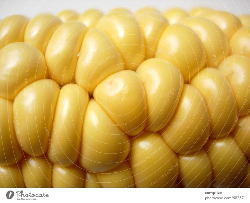 space design Organic Yellow Glittering Corn cob Piston Maize field Field Kitchen Vitamin Restaurant Fine Bubbling Pure Ecological Nutrition Food Ingredients