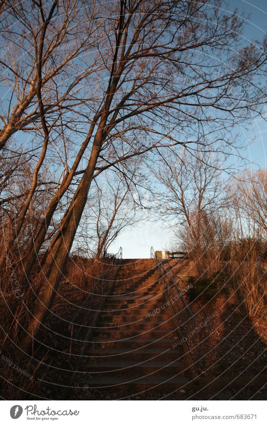 shadow light sky staircase handrail tree branch Trip Environment Nature Landscape Plant Earth Sky Cloudless sky Winter Beautiful weather Tree Bushes Park Hill