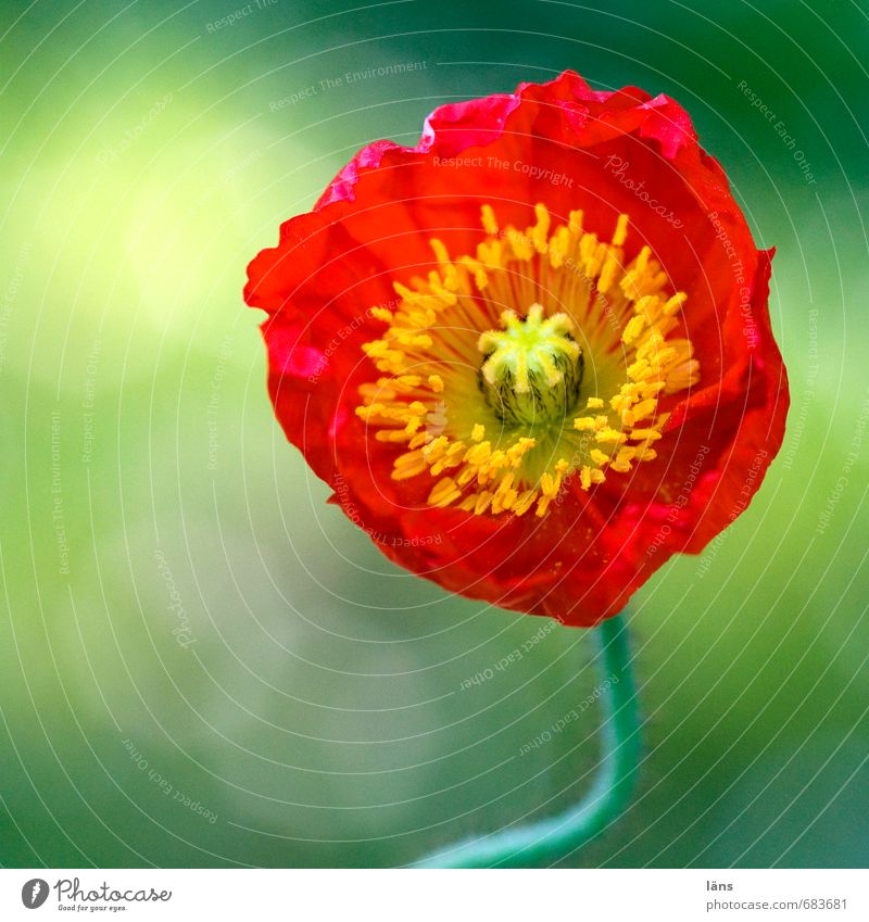 summer Environment Nature Plant Summer Flower Poppy blossom Garden Growth Yellow Green Red Life Beginning Ease Beautiful Colour photo Exterior shot Deserted