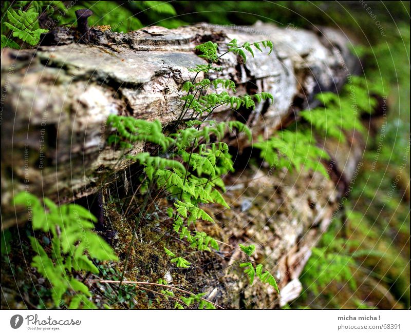 Moss and fern Wood Near Blur Green Earthy Brittle Pteridopsida Macro (Extreme close-up) Old Derelict