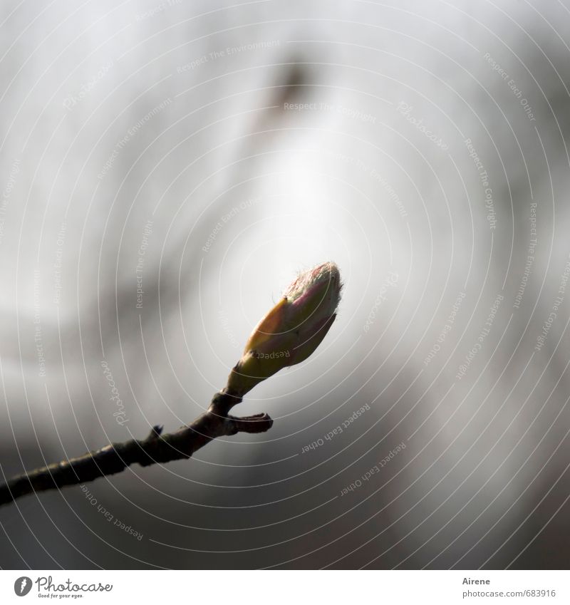 schemata Nature Plant Tree Blossom Twig Bud rock pear Blossoming Growth Wait Dark Gloomy Gray Grief Loneliness Subdued colour Exterior shot Detail Deserted