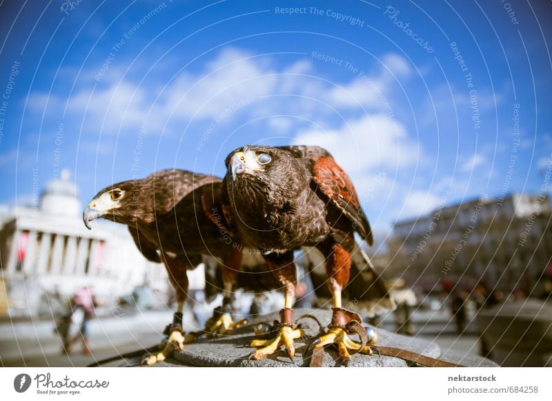 Majestic Eagles in London Architecture Nature Sky Trafalgar Square Great Britain Town Capital city Downtown Facade Tourist Attraction Animal Wild animal Bird 2