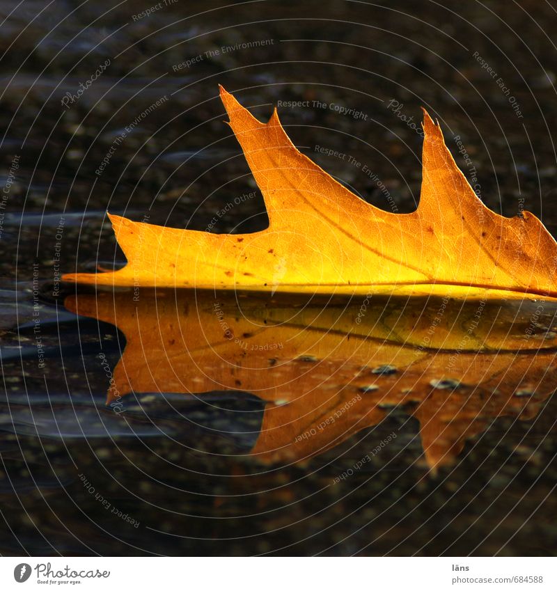 autumn Environment Nature Water Autumn Leaf Oak leaf Illuminate Brown Yellow Gold Black Ease Transience Change Asphalt Colour photo Exterior shot