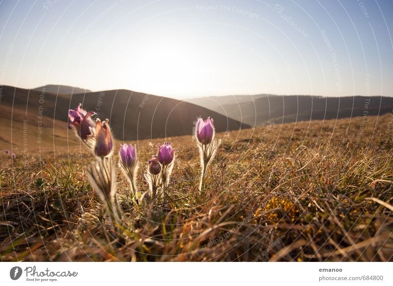 Kaiserstuhl Spring Vacation & Travel Mountain Hiking Nature Landscape Plant Sky Sun Sunlight Climate Weather Warmth Flower Grass Meadow Field Hill Growth Bright