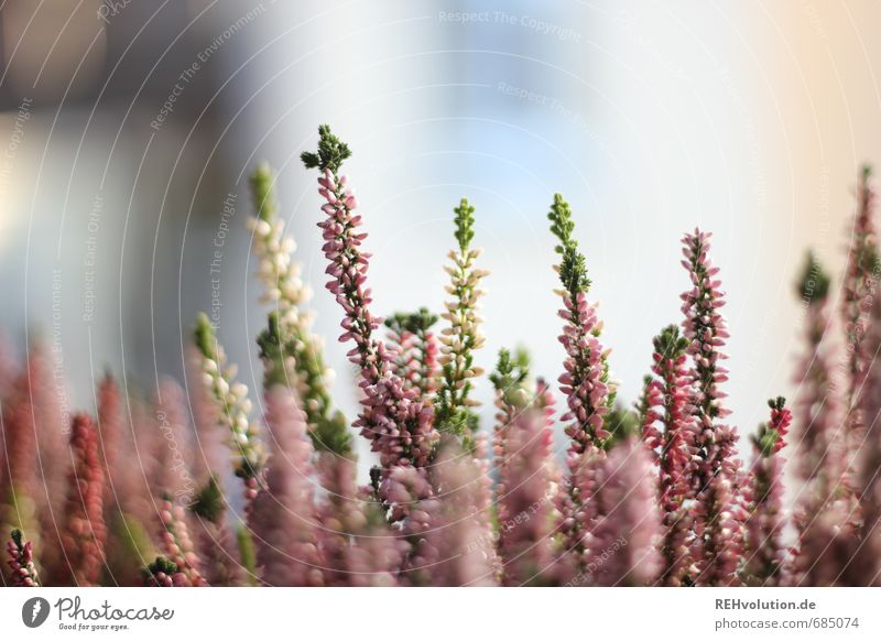 Heidewitzka Environment Nature Plant Natural Beautiful Pink Growth Blossoming Flower Garden Heather family Colour photo Exterior shot Close-up Detail Day