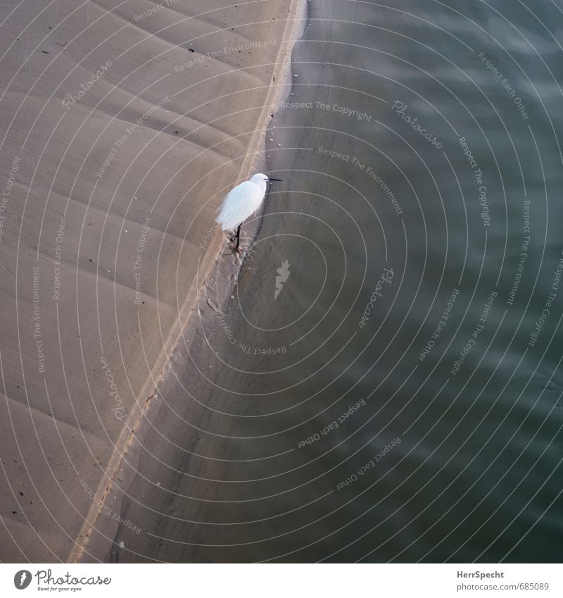 BirdPerspective Coast Beach Ocean Mediterranean sea Tel Aviv Israel Town Port City Animal Heron Grey heron 1 Wait Natural Brown Gray White Water line