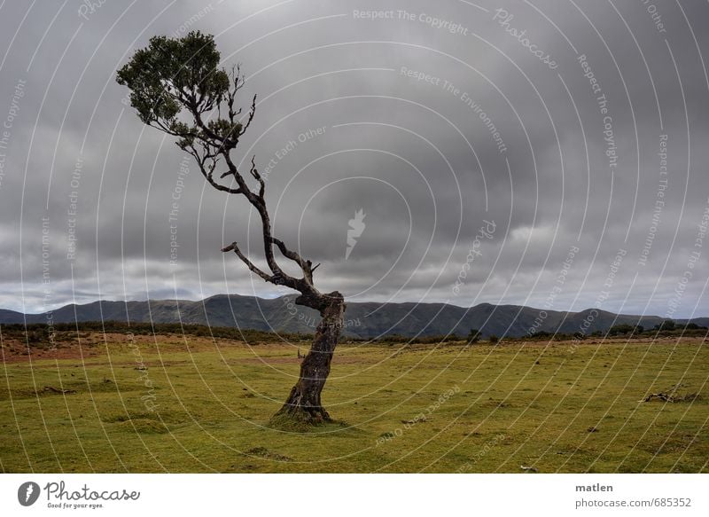 selfie Nature Landscape Plant Sky Clouds Storm clouds Horizon Spring Weather Bad weather Tree Grass Hill Mountain Peak Brown Gray Green High plain