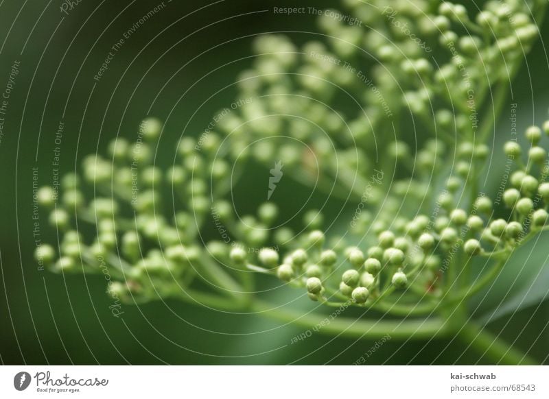 It's so green... Green Stalk Blur Depth of field Branch knobbel Bud open aperture